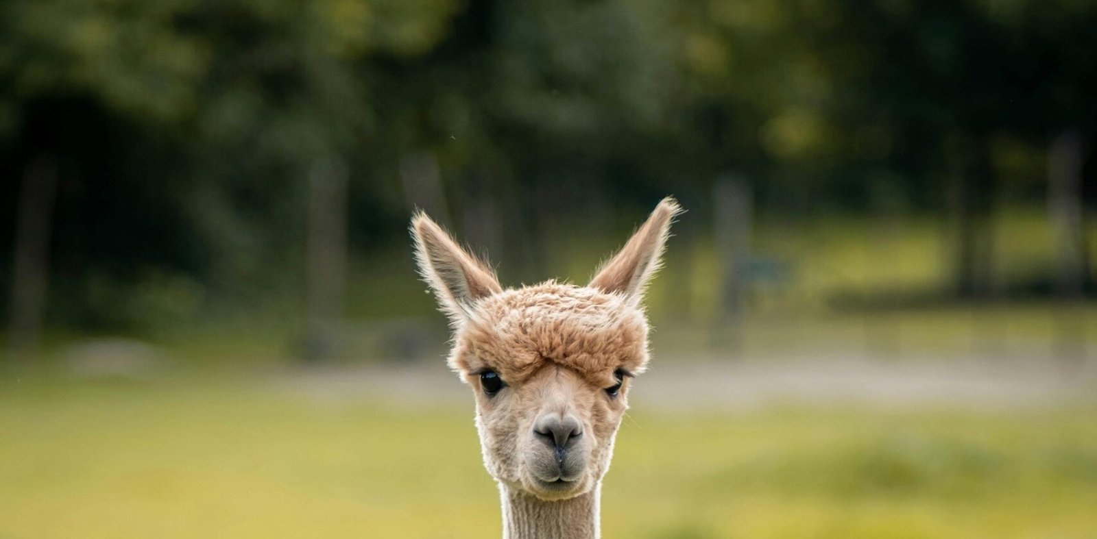 A cute alpaca stands in a green pasture, showcasing its fluffy coat and serene expression.